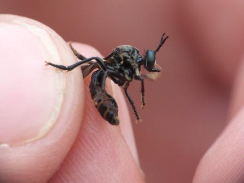 Dioctria atricapilla